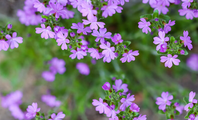 Fototapeta premium Small purple Erinus alpinus flowers near stone wall. Floral background.