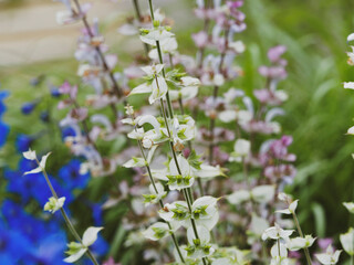 (Salvia sclarea) Sauge sclarée, magnifique plante aux fleurs et feuillage décoratif et aromatique couleur pastel