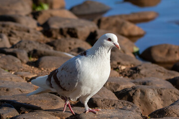dove on the beach large stones. Toowoomba Queensland