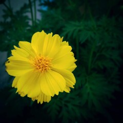 yellow flower on black background