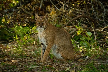 Closeup shot of a bobcat surrounded by trees and leaves