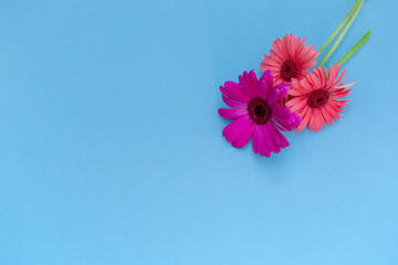 Flowers, orange and pink in a glass vase on a blue background, pop art, minimal, decorative.