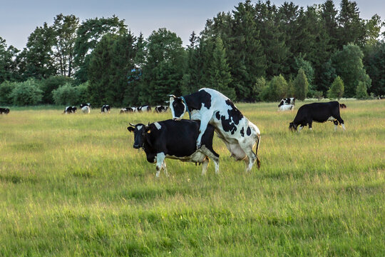 A funny lesbian scene of a female cow harassing another female cow on a green summer meadow