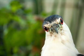 Closeup shot of a white partridge bird with red eyes