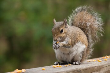 Closeup shot of a squirrel eating pieces of corn © Lanis B Ossman/Wirestock