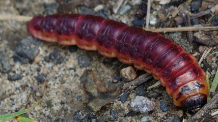 worm, caterpillar