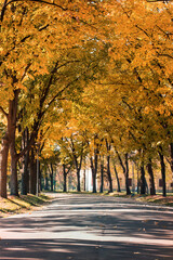 Empty park with fallen autumn leaves