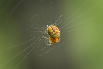 Die Spinne in Ihrem Netz