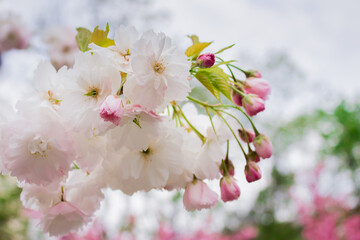 Sakura in the spring