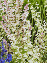 Salvia sclarea, sauge sclarée à fleurs au calice blanchâtre veinées de vert et rose pâle veinées de pourpre sur haute tige ou panicule 
