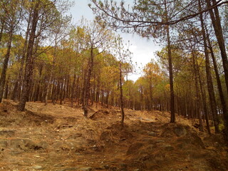 Pine Forest in Indian Himalayas