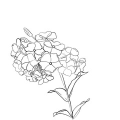 hand drawn flower