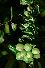 branches with fruits of unripe cherry plum on a dark background