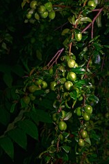 branches with fruits of unripe cherry plum on a dark background