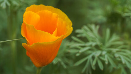 blooming beautiful unusual yellow poppy, summer day