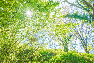 Green leaves on the trees in the forest. Background from tree branches in the forest.