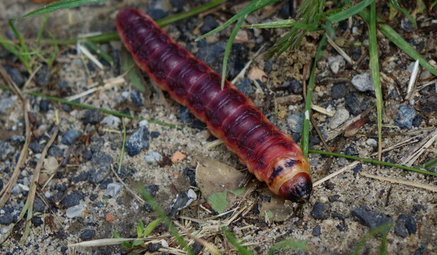 stonoga, robal