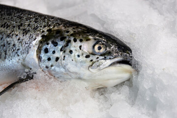 Closeup of fish head on ice at a fish store.