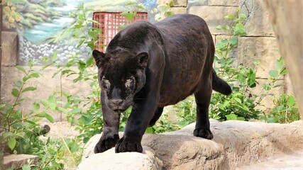 Panther walks through the aviary of the zoo.