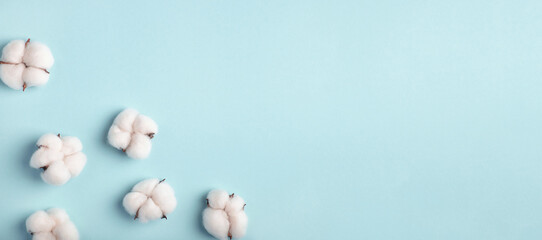 Cotton bolls on a blue background. Flat lay, top view