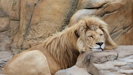 The lion lies in the aviary of the zoo.