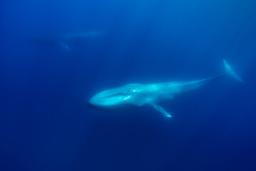 Fototapeta premium Blue whale and a fin whale in the background, Atlantic Ocean, Pico Island, The Azores.