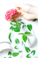 White bath with milk and a rose in female hands. Relaxation and harmony. Spa concept with flowers, relax.