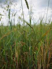 rice field in thailand