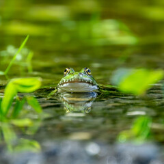 Grenouille verte et son reflet dans un étang