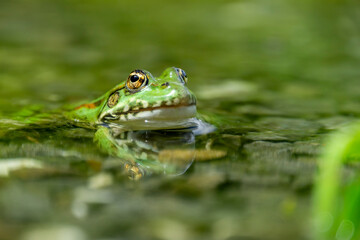 Grenouille verte et son reflet dans un étang