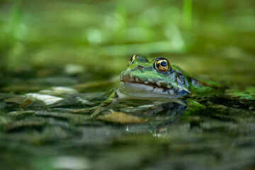 Grenouille verte et son reflet dans un étang