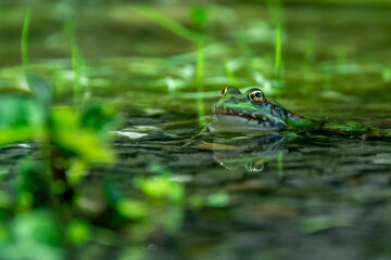 Grenouille verte et son reflet dans un étang