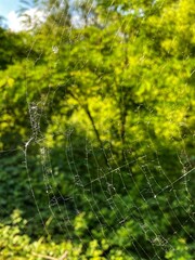 spider web with dew drops