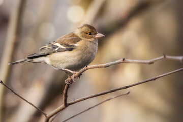 Female chaffinch sitting on a twig