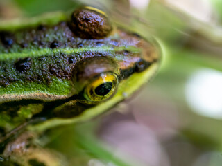 Grenouilles vertes en gros plan