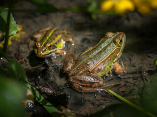 Grenouilles vertes en gros plan