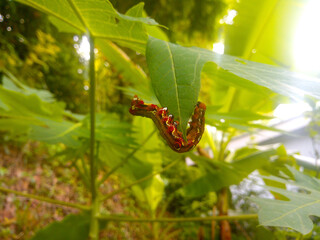 Caterpillar on leaf Nature background
