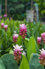 Fototapeta premium Pink flowers.Siam Tulip.Beautiful field of flower