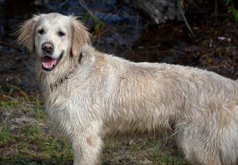 young wet golden retriever dog in a park