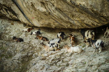 group of goats