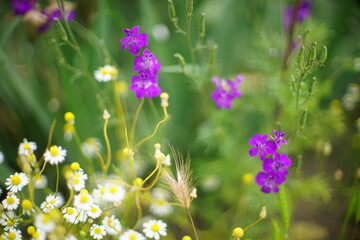 Wild purple flowers and chamomile grows in the summer garden - Powered by Adobe