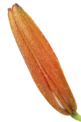 Bright orange lily  flower closed bud macro isolated on white background