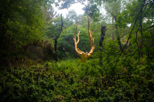l'Arbre d'Or en terre de Broc&eacute;liande