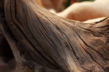 Bonsai trunk close up, wood texture