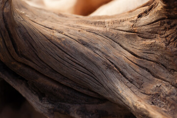 Bonsai trunk close up, wood texture