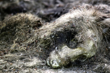 Killed animal (small predator) on the floor in abandoned house at Southern Finland.