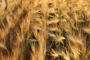 Wheat field in beautiful colors close-up