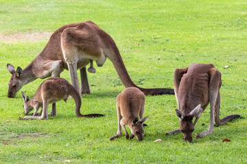 Family of four kangaroos eating fresh grass in the afternoon. Big male with hanging testicles, female and two young individuals. Yanchep national park, Western Australia WA, Australia