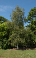 Fototapeta na wymiar Summer Foliage of a Deciduous Hardwood Birch Tree (Betula) Growing in a Garden in Rural Devon, England, UK