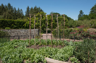 Potager Garden Planted with Home Grown Organic Vegetables and Plants with a Hazel Wigwam and a Low Willow Fence in a Country Cottage Garden in Rural Devon, England, UK © Peter